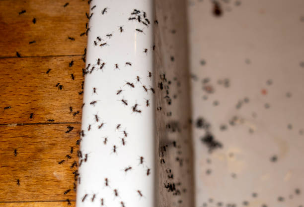 Wasp Removal Services in Pughtown, PA